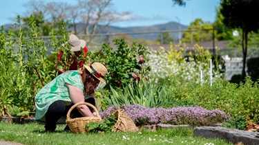 Gardeners at work in a lush and productive community garden at Awapuni Park.