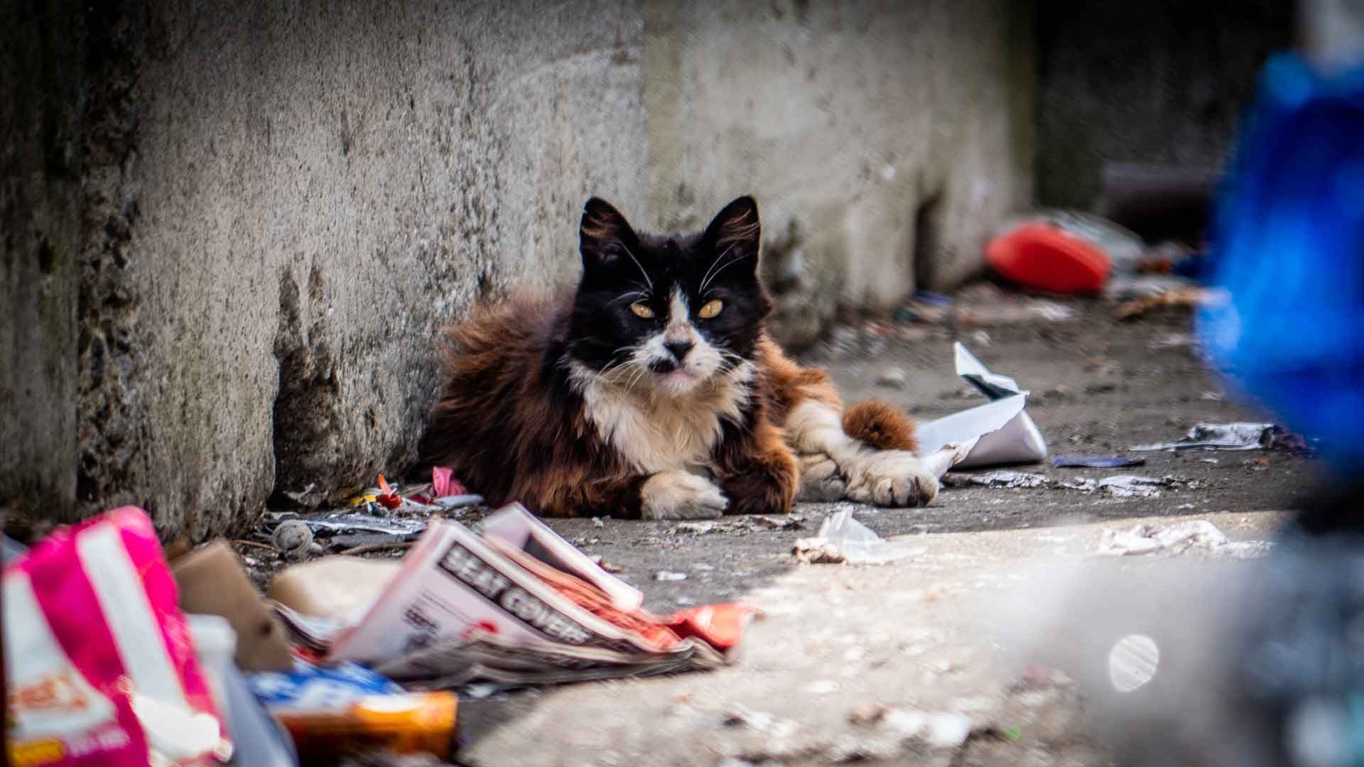 Abandoned cats sales